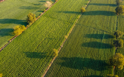 Beyond the Politics: How Industrial Hemp is Reshaping America’s Heartland