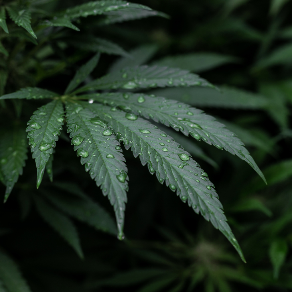 leaf